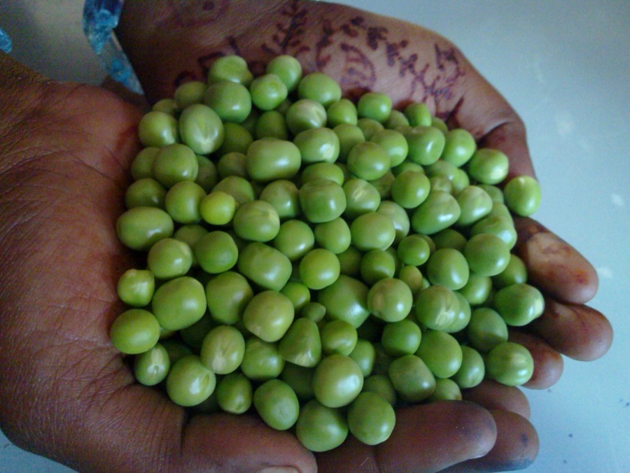 What should the shelled peas look like?
