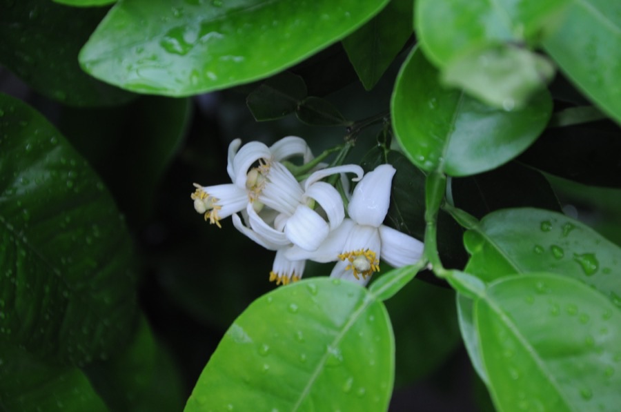 A cluster of white waxy citrus flowers with yellow-tipped stamens opening among thick glossy dark green leaves wet with rain, on a grapefruit tree.