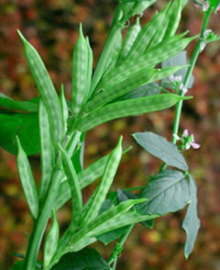A guar plant carrying tight clusters of flattened green pods pressed upright against the stem, with small pale pink flowers on a spike above them and dark green leaves divided into three toothed leaflets.