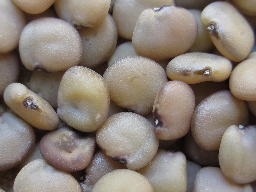 What does the dry seed look like, and what is it actually bought for?