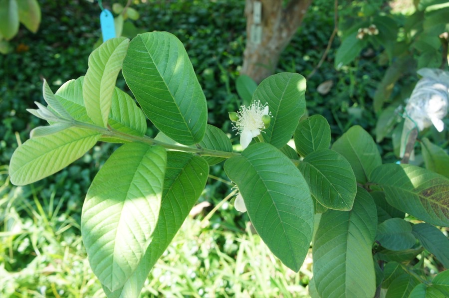 A guava branch carrying oval leaves in opposite pairs with strongly marked ribbed veins, and a single white flower with a dense brush of pale stamens opening among them.