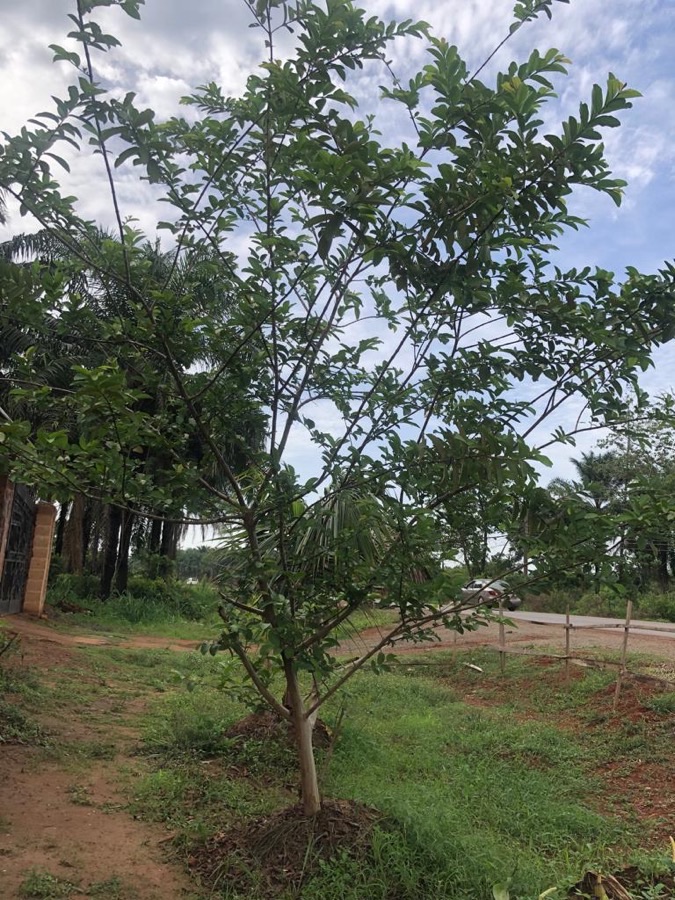 How big should I let this tree get?