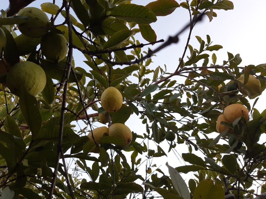These fruits have gone from dark green to pale yellow. Should I pick them?