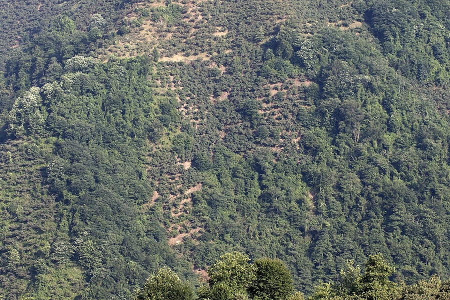 What is this hillside covered in dense low bushes, on ground far too steep to plough?