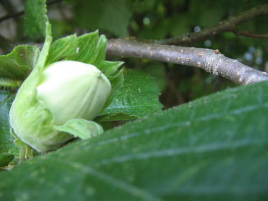 What is this pale nut sitting inside a ragged green leafy cup, next to a round toothed leaf?