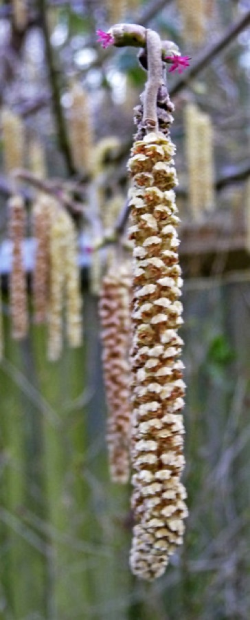A long pale yellow-brown hazel catkin hanging straight down from a bare twig in winter, with a tiny bright magenta female flower pushing out of a bud on the same twig just above it, and more catkins visible behind.