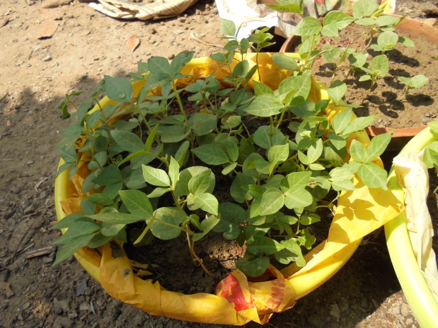 A young horse gram plant with hairy stems and leaves in groups of three, growing in a container of soil.