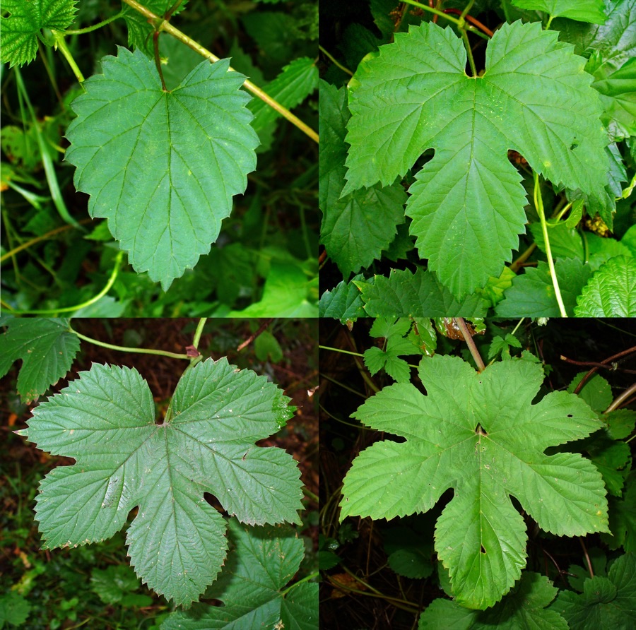 What do the leaves and the climbing stems look like on the plant?