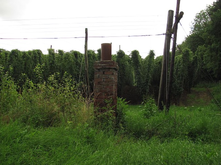 A hop yard with tall wooden poles carrying overhead wires and dense curtains of hop bines climbing strings to the top, with rough grass and an old brick structure in the foreground.