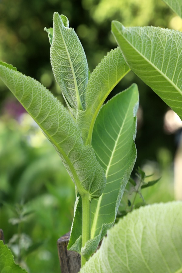 What does a single leaf look like close up?