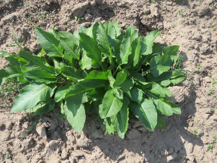 A clump of very large horseradish leaves growing from bare soil in a field.