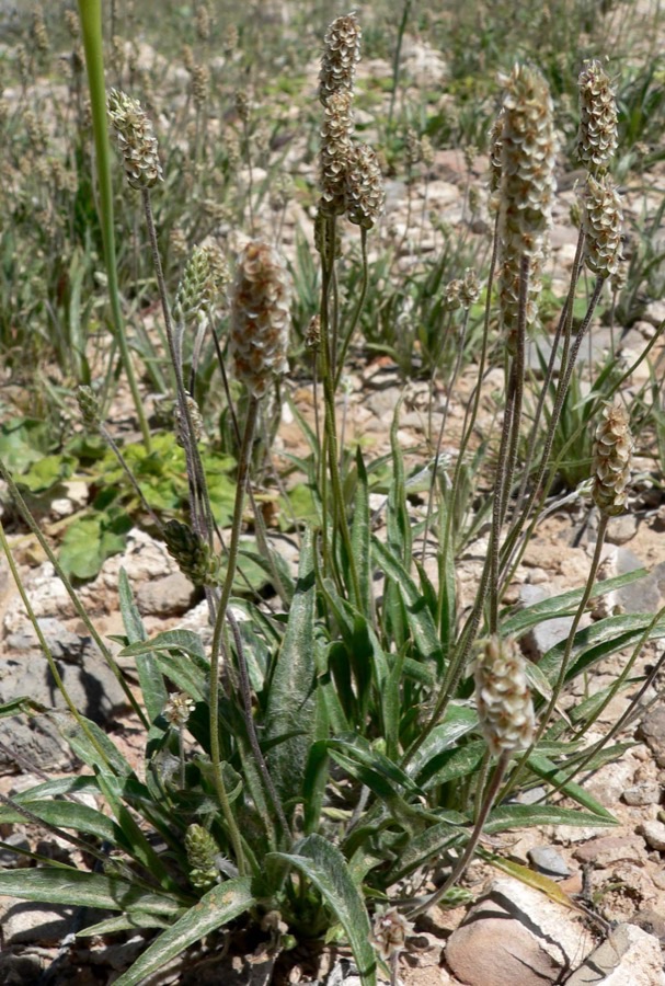 A small isabgol plant with narrow hairy leaves spreading from one base and several slender flower spikes on bare stems.