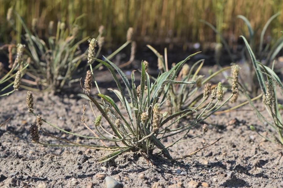 What do the spikes look like as they fill?