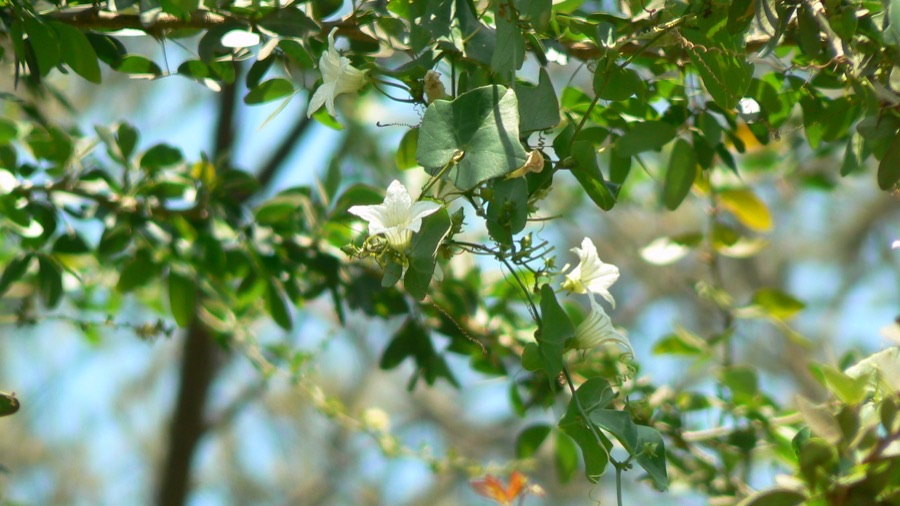 How do you tell a female plant from a male one?