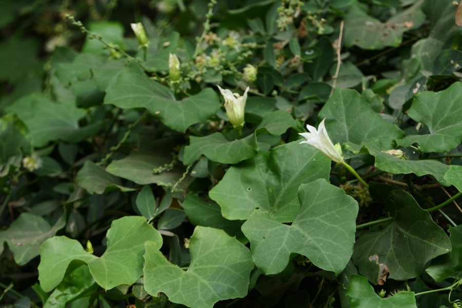 An ivy gourd vine in Mumbai, India, covered in five-lobed leaves and small white star-shaped flowers.