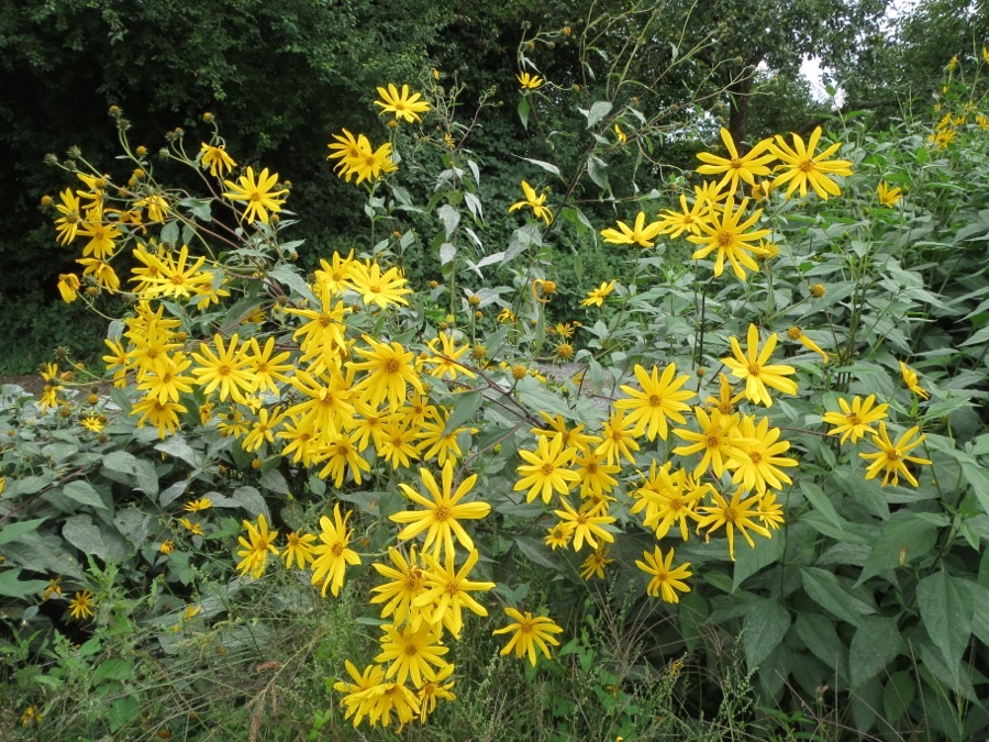 What does an established bed look like?