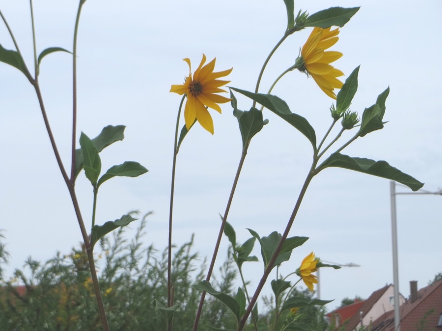 Tall Jerusalem artichoke stems with coarse leaves and small yellow sunflower heads against the sky.