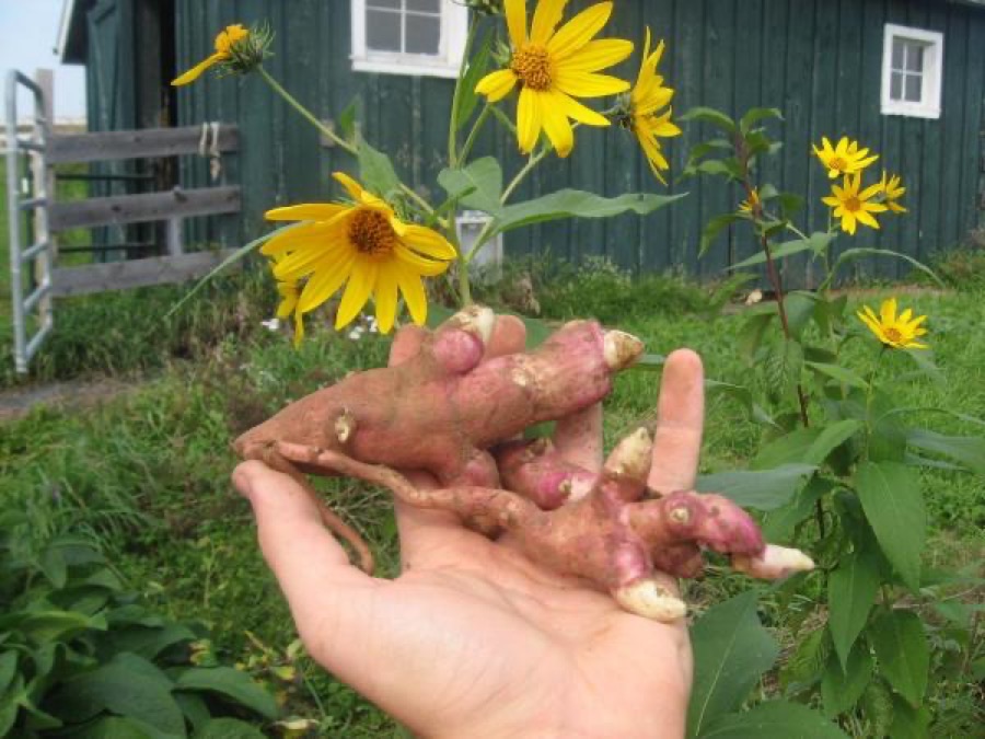 Where are the tubers, and what do they look like?