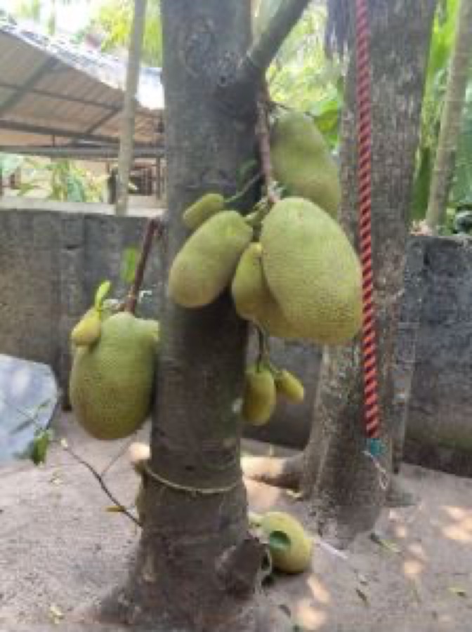 How do I tell that a fruit still on its stem is ripe?