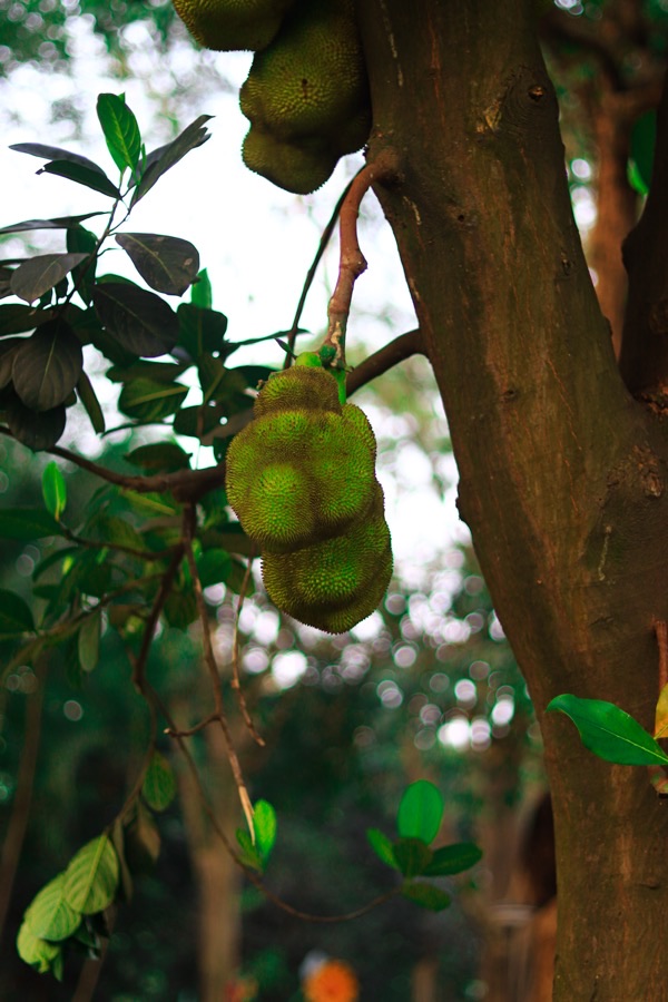 What does the fruit on the tree look like when the crop should be picked green for the vegetable market?