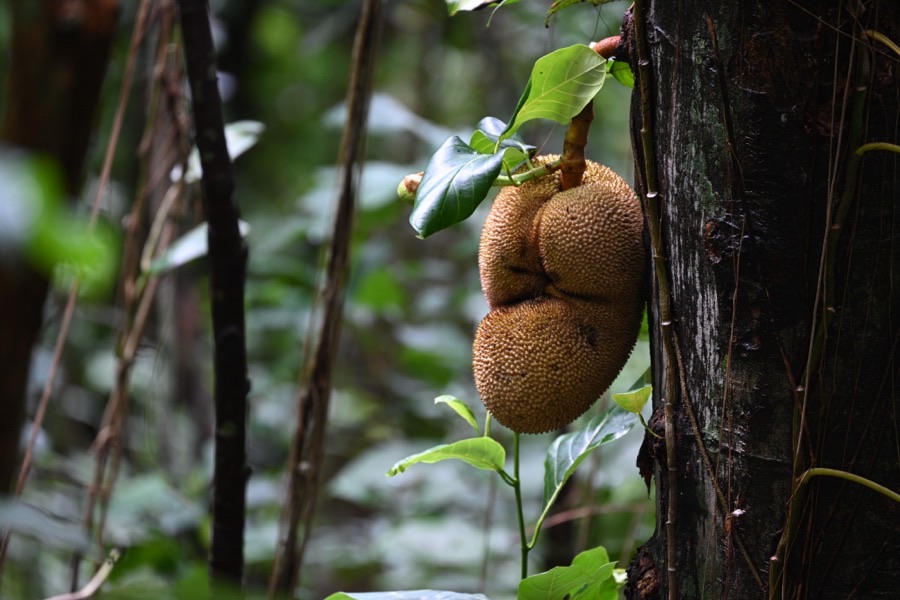 A single large green jackfruit growing directly out of the thick trunk of its tree on a short woody stalk, with the tree's leaves above it.