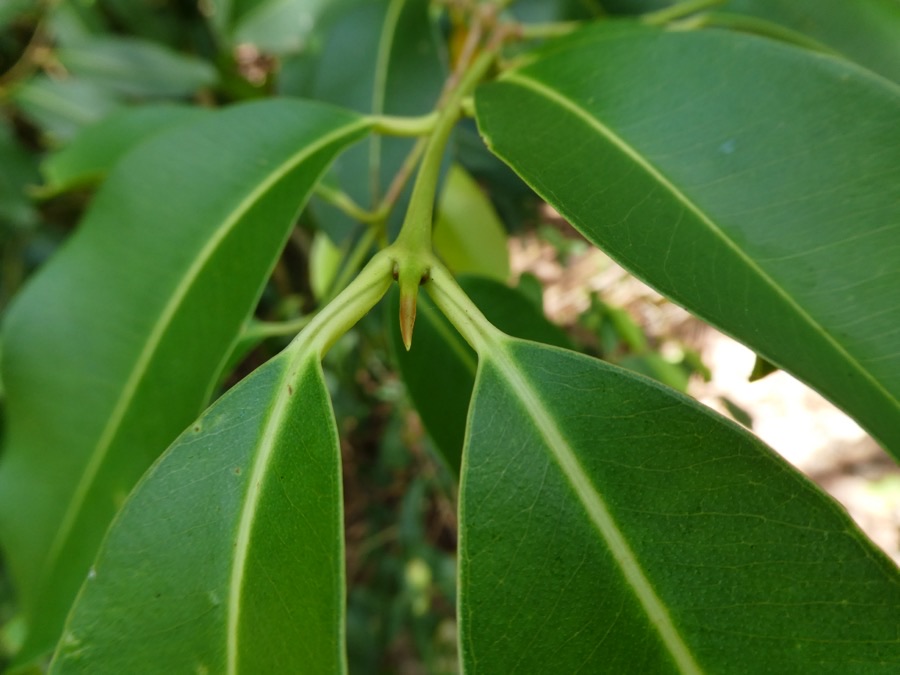 What do the leaves look like?