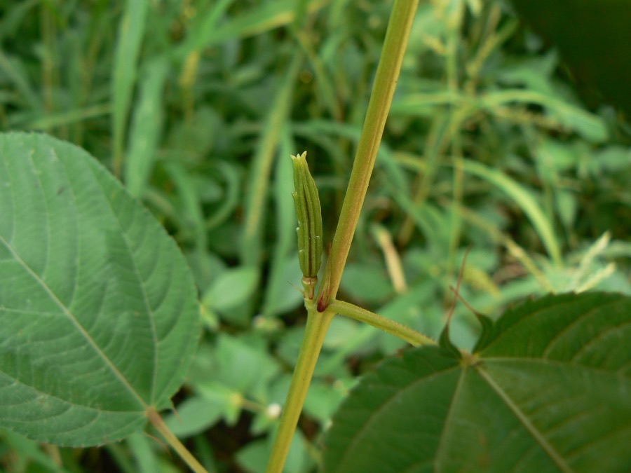 A close view of a jute plant showing a tall straight green stem with a long narrow ribbed green pod held close against it, and broad toothed leaves with two thin thread-like tails at the base of each leaf.