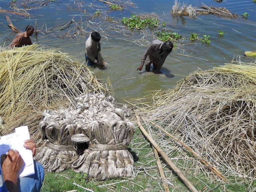 Why are these people standing in the river pulling bark off sticks?