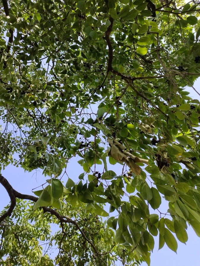 The canopy of a large jamun tree seen from below, dense with dark evergreen leaves.