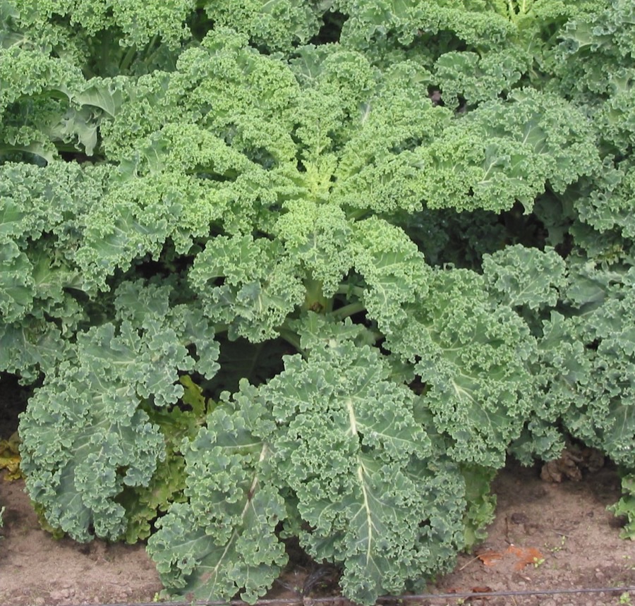 A large curly kale plant seen from above, its crinkled blue-green leaves spreading open from a central stem.