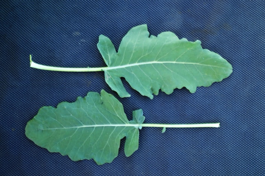 What do the leaves look like?