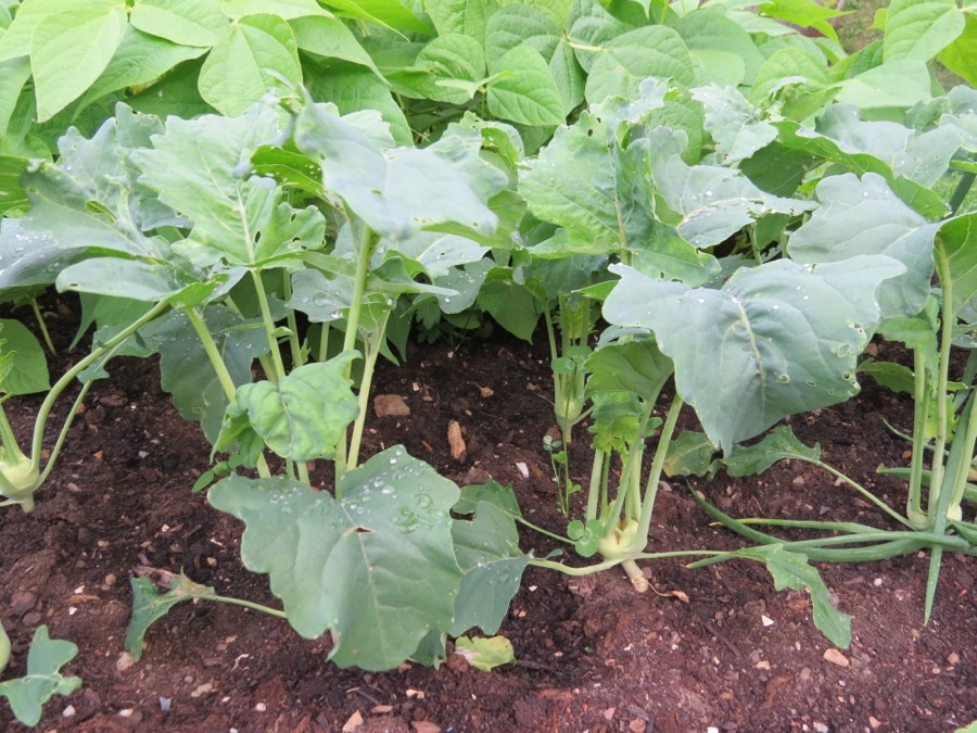 A row of kohlrabi plants with long-stalked blue-green leaves rising from short stems swelling at the base.