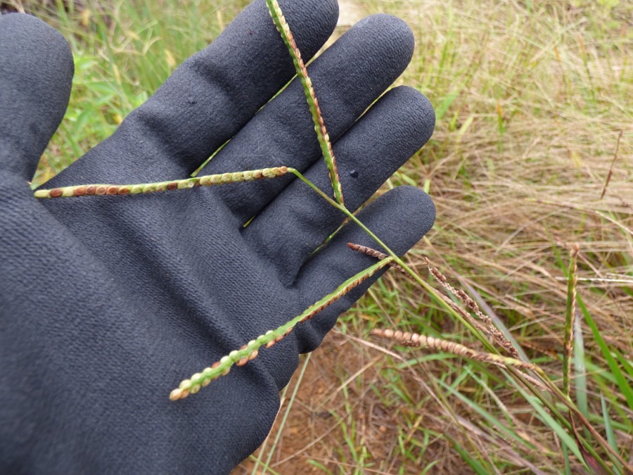 When is the crop ready to cut?
