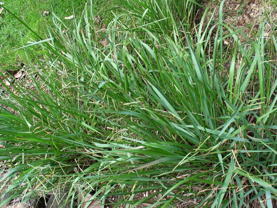 A tufted clump of kodo millet grass with broad flat leaves spreading outwards.