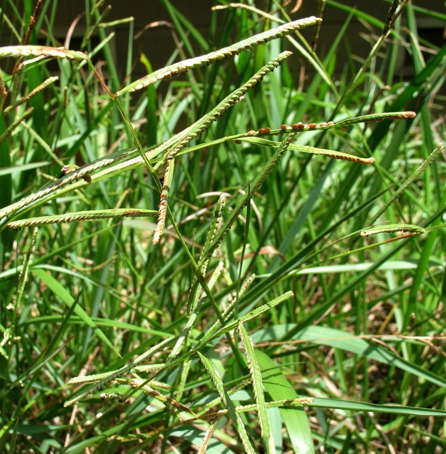 What does the seed head look like?