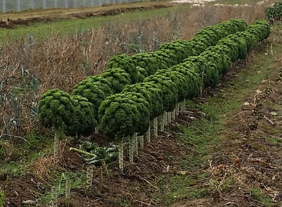 What does a crop ready to pick look like?