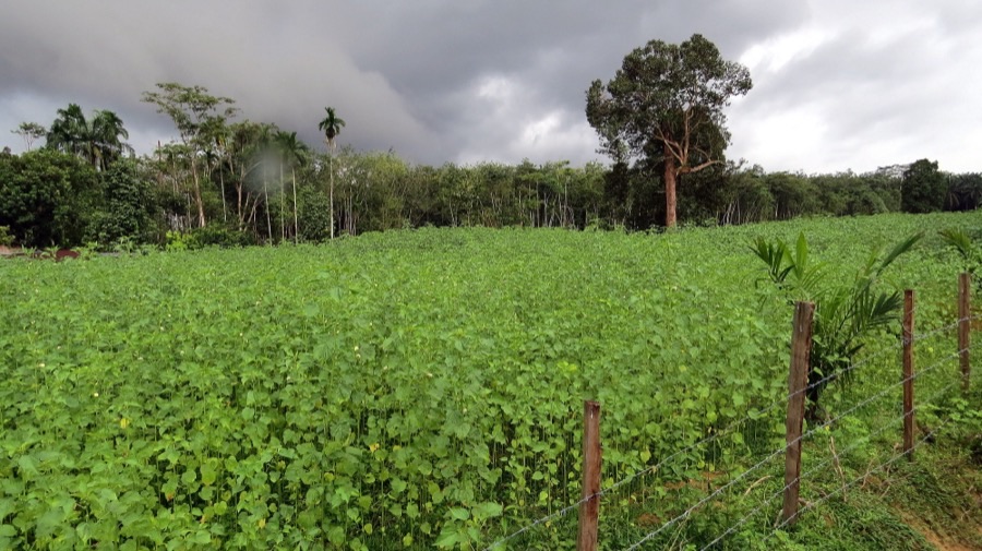 A dense young kenaf crop growing on a smallholder plot in Malaysia, with straight stems packed closely together under a dark sky.