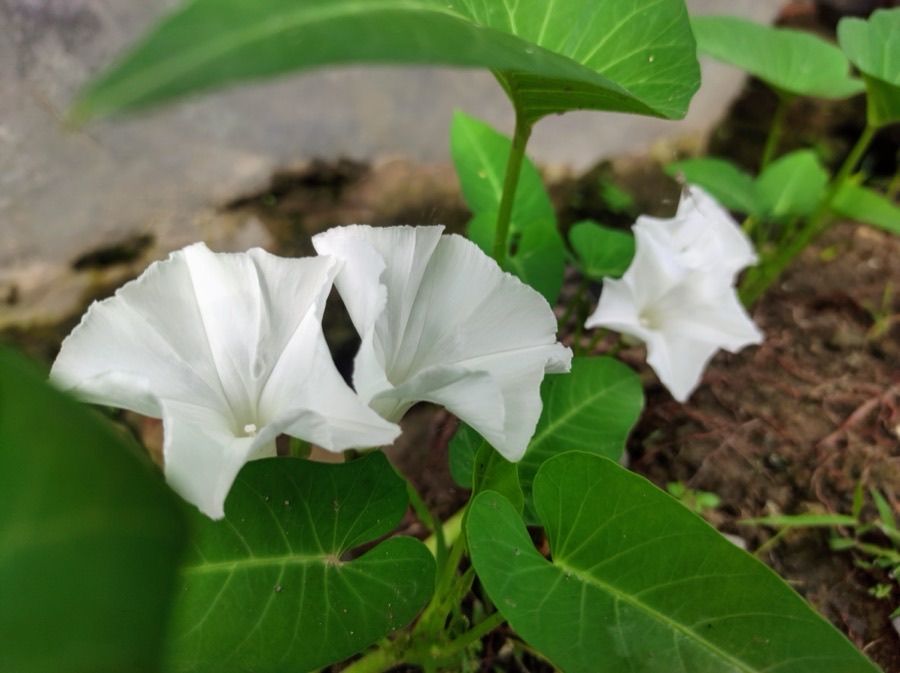 The crop is flowering. Is that good?