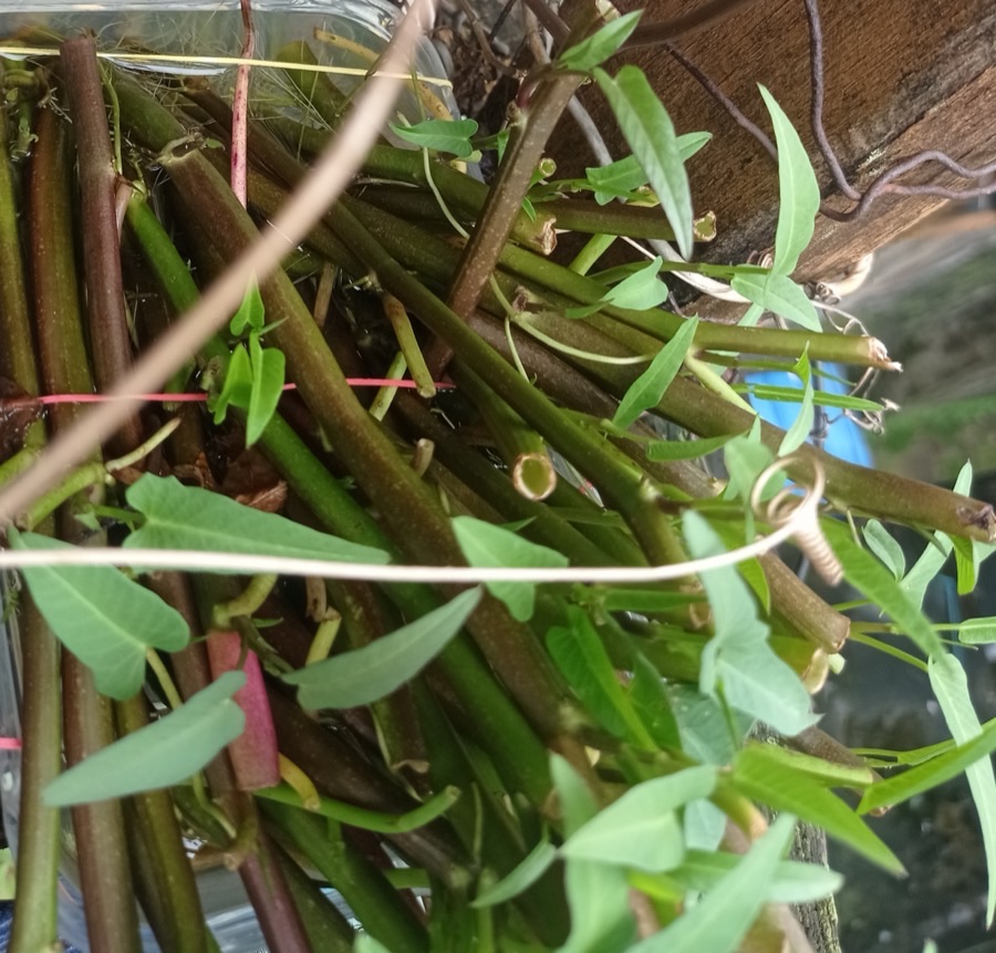 Why are the stems hollow, and what does that tell me?