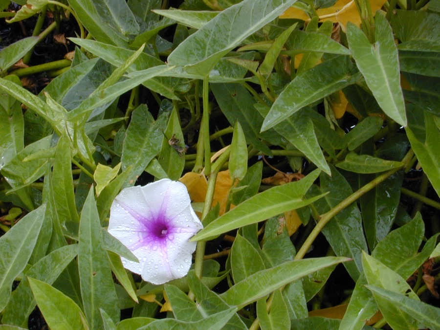 Water spinach growing with long trailing stems, arrow-shaped leaves and a pale trumpet-shaped flower, photographed near Kahuku on Oahu, Hawaii.
