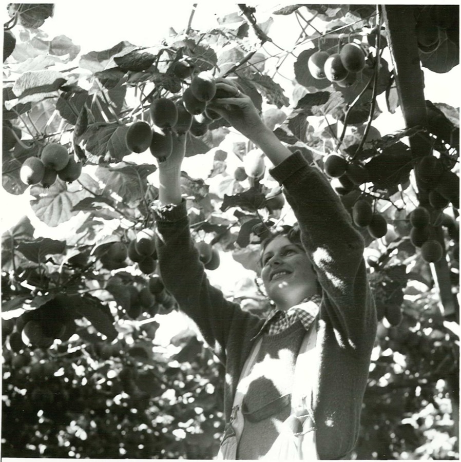 A worker reaching up to pick kiwifruit from pergola-trained vines in an orchard at Te Puke, New Zealand, in a black and white archive photograph.