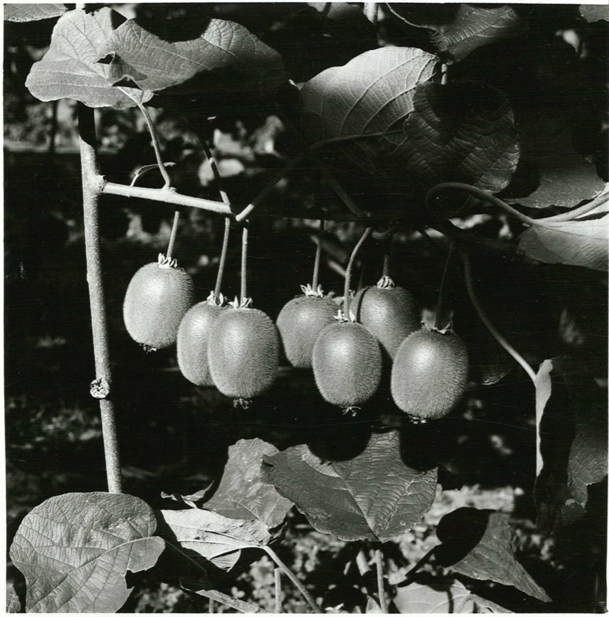 What does the fruit look like on the vine?