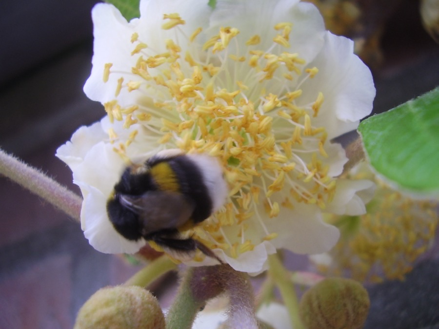 How do you tell a male flower from a female one?