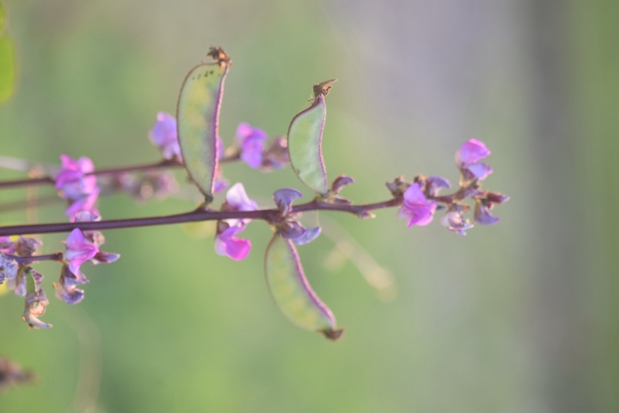 A lablab plant carrying an upright spike of purple flowers with several young flat green pods forming behind them, among large rounded three-part leaves.