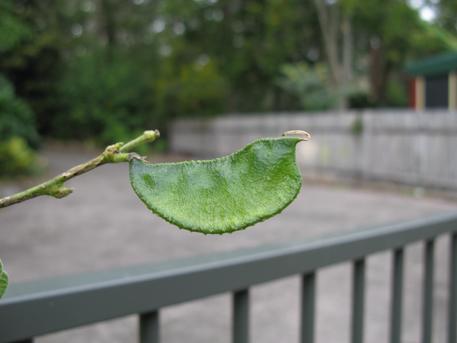 When should I pick the pods to eat?