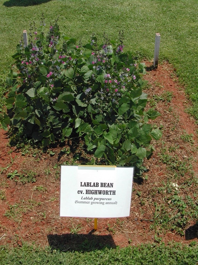 How does the whole plant grow, and does it need support?