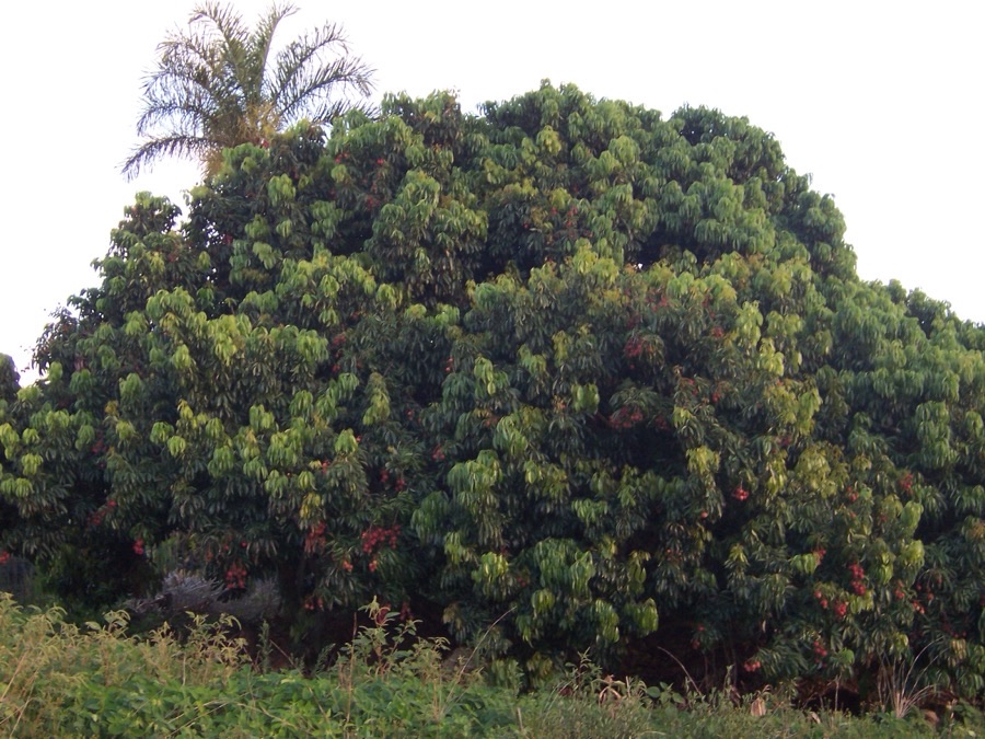 A mature lychee tree with a broad dense rounded crown of glossy dark green foliage, photographed on Réunion island.