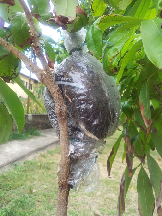 How are new lychee plants made?