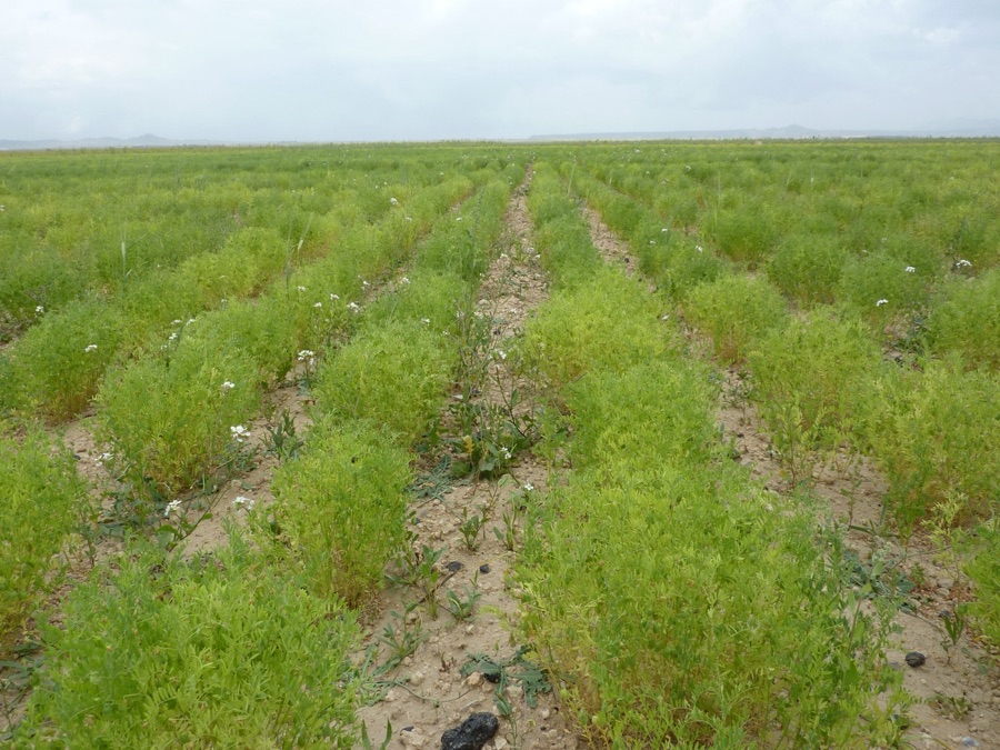 A field of lentil plants (Lens culinaris) in rows, low and bushy with scattered small white flowers, under an overcast sky.