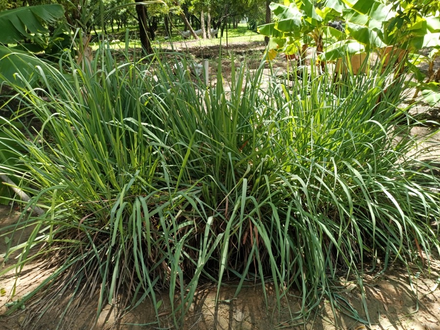 Which part of the plant is the crop?